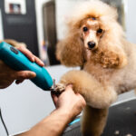 Pet Grooming Agency