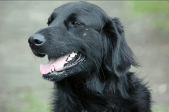 Black Golden Retriever